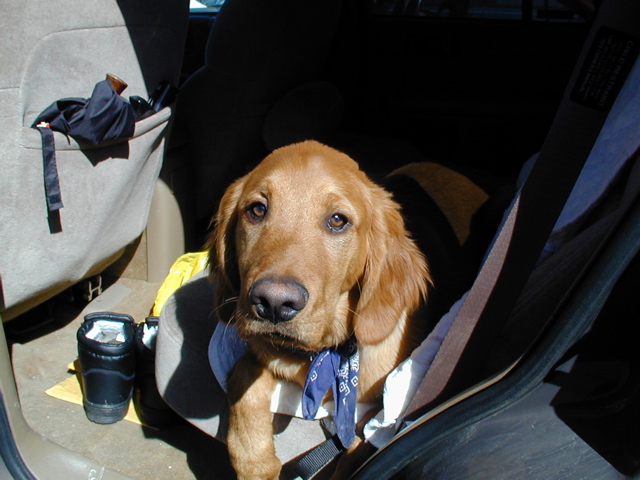 Nigel in the car
