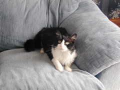 Sylver