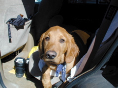 Nigel in the car