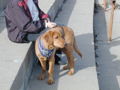 Nigel