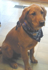 Nigel