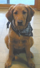 Nigel