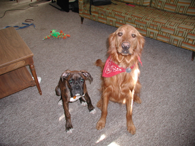 Puck and Nigel