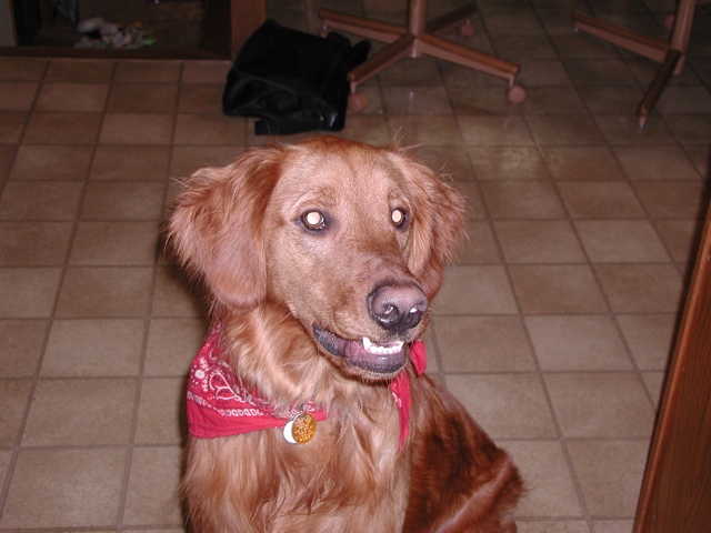 Nigel