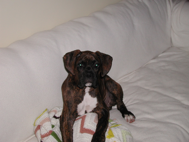 Puck