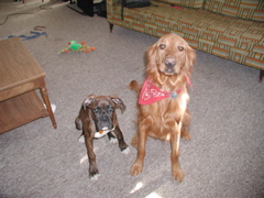 Puck and Nigel
