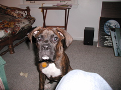 Puck