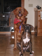 Nigel and Puck