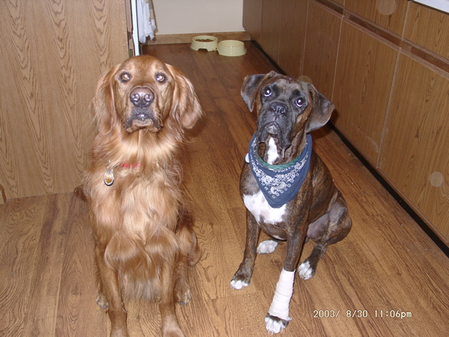 Nigel and Puck