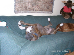 Puck, lounging at the cabin