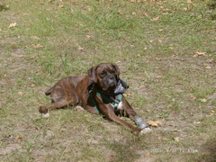 Puck