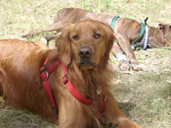 Nigel