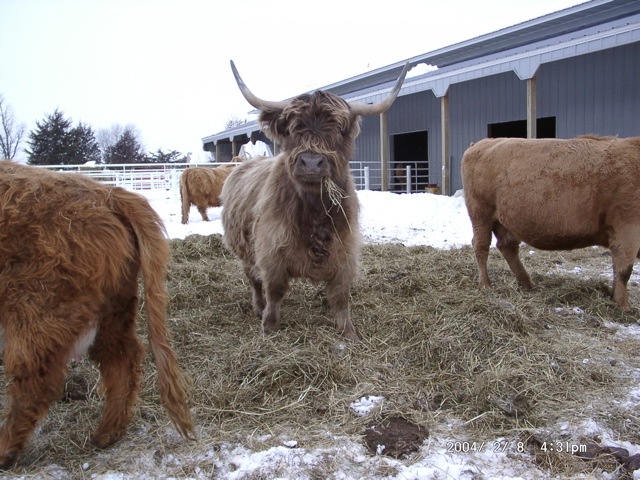 Scottish Highlanders