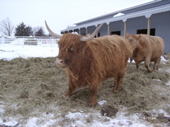 Scottish Highlanders and Don's Farm