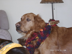 Nigel