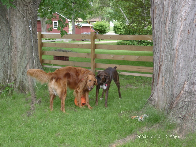 Nigel and Puck