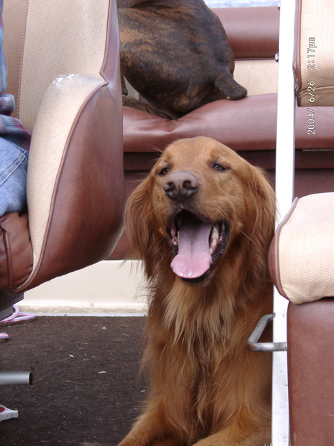 Happy dog