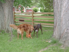 Nigel and Puck