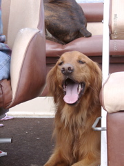 Happy dog