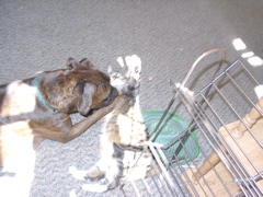 Puck and George
