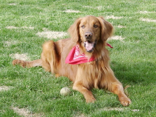 Nigel