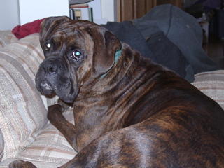 Puck