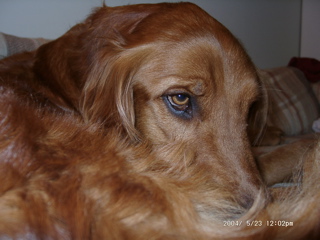 Nigel