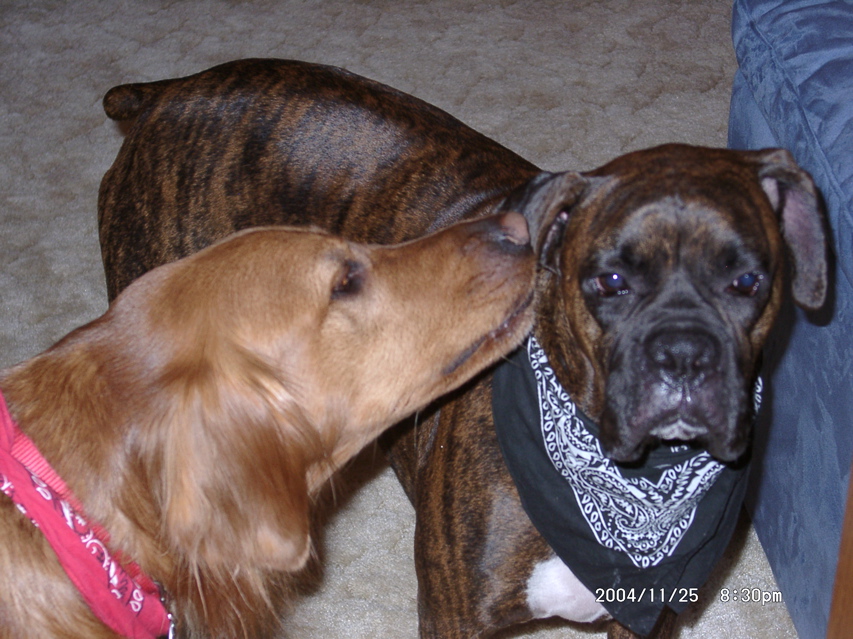 Nigel and Puck