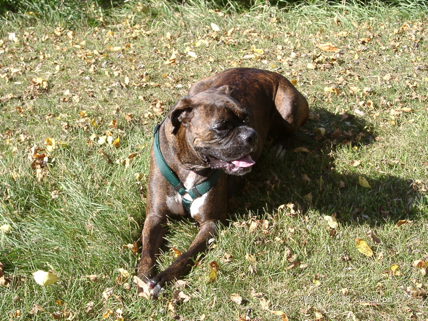 Puck