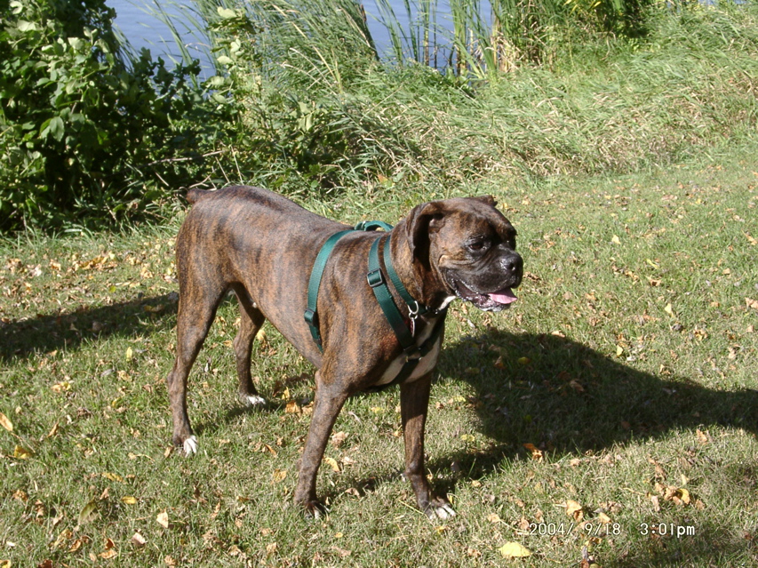 Puck