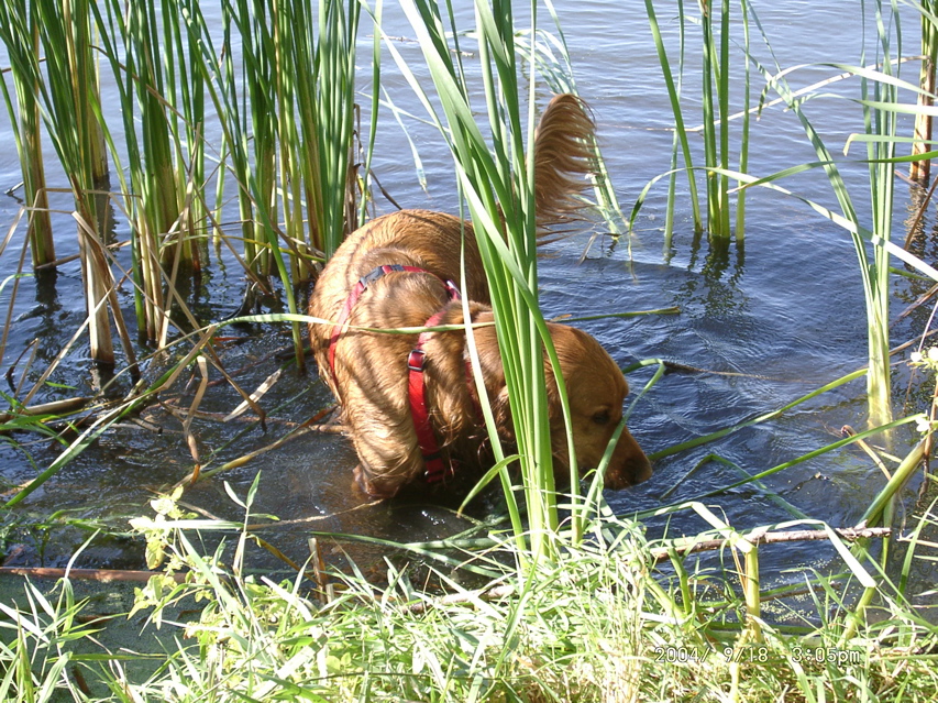 Nigel in the water