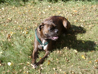 Puck