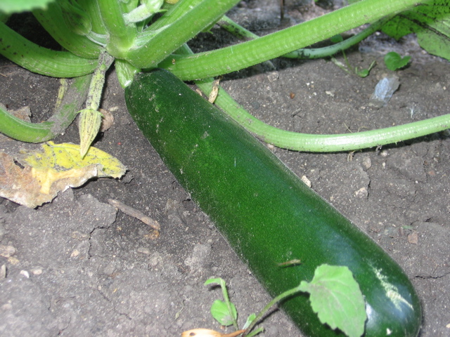 Zucchini