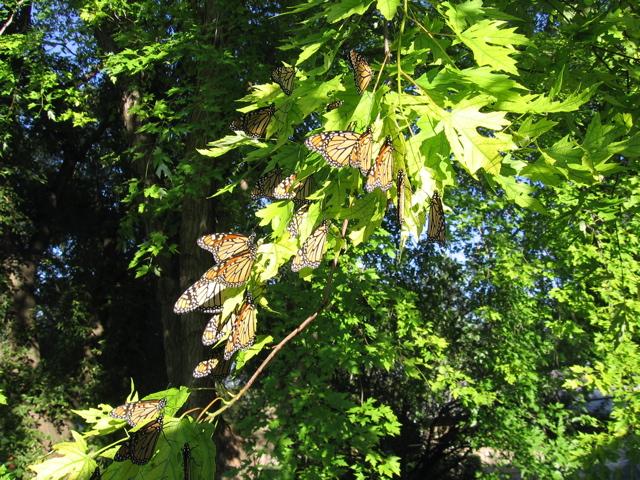 Butterflies
