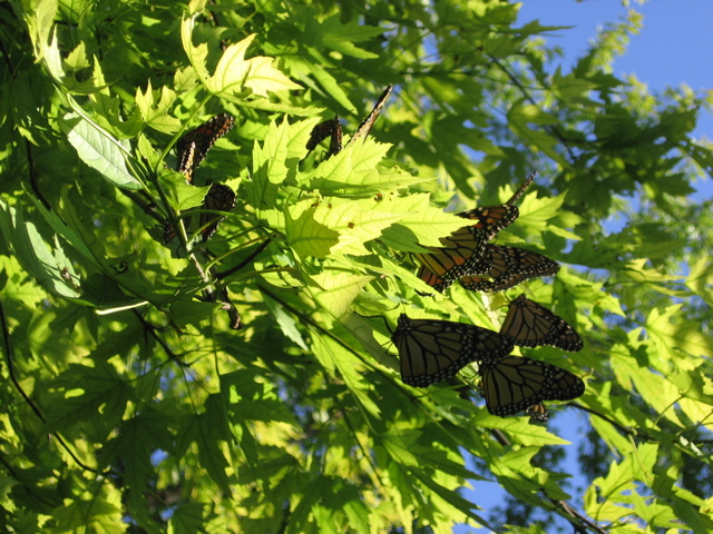 Butterflies