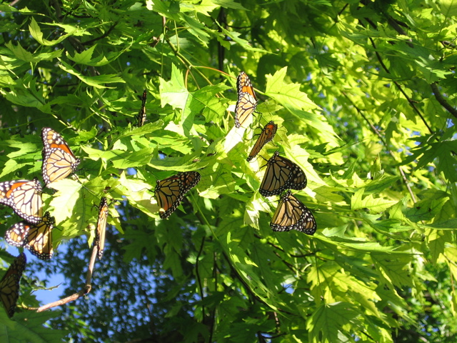 Butterflies