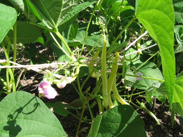Vegetable Garden - Yellow Beans