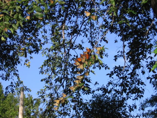 Butterflies