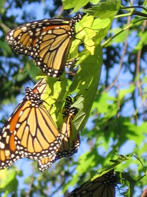 Butterflies