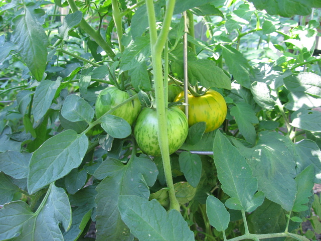 Striped tomatoes
