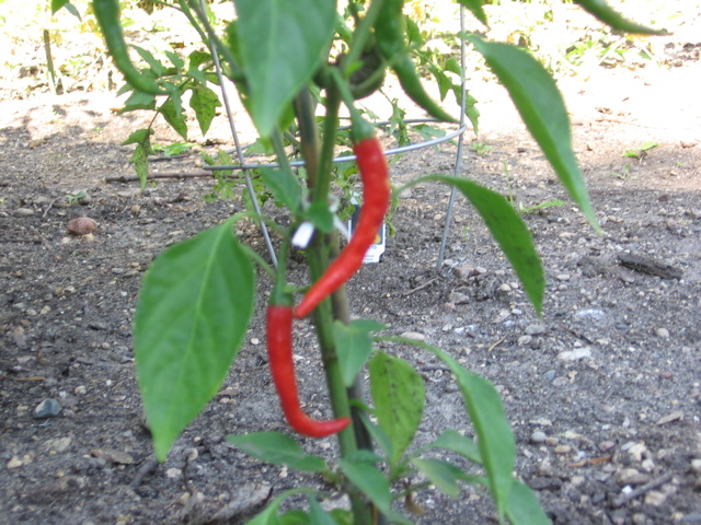 Cayenne peppers