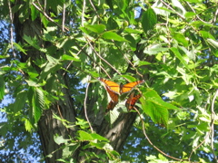 Butterflies