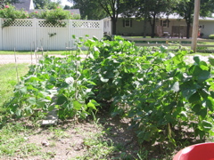 Vegetable Garden - Beans