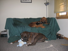 Nigel and Puck, with their stuffed animals