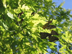 Butterflies