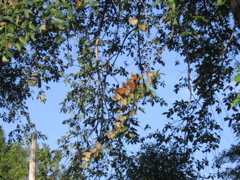 Butterflies