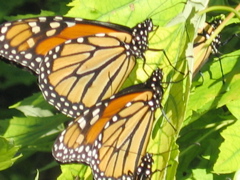 Butterfly Close-up