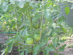 Tomatoes