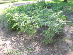 Tomatoes