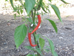 Cayenne peppers